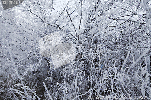 Image of Frosty branches