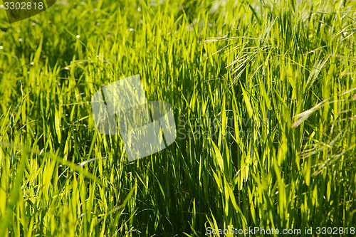 Image of Green Grass