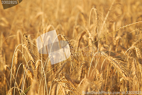 Image of Wheat field