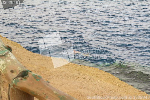 Image of Red Sea coastal coral reef