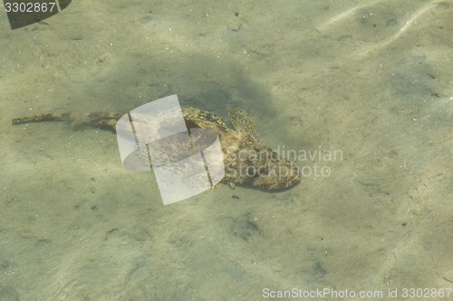 Image of Egypt. Red Sea   