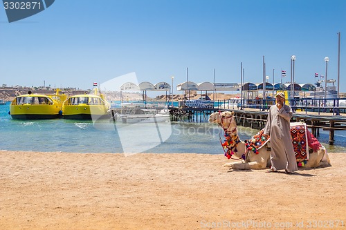 Image of Camel with a drover on the beach