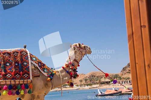 Image of Camel with a drover on the beach