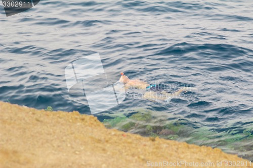 Image of Egypt. Snork Linguists examine coral reef