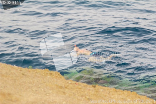 Image of Egypt. Snork Linguists examine coral reef