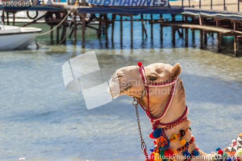 Image of Camel with a drover on the beach