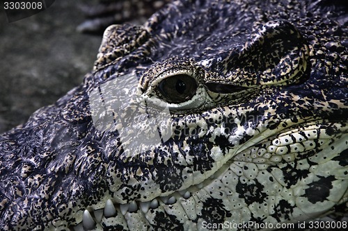 Image of Crocodile face close up