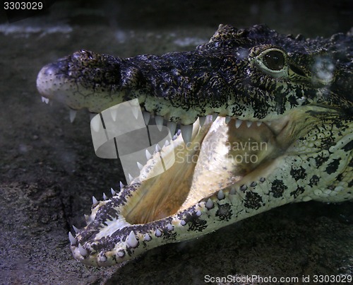 Image of Crocodile face close up