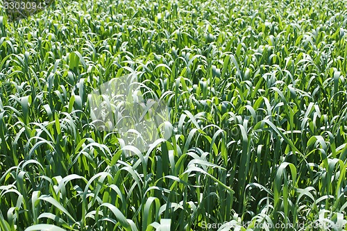 Image of Oats rapid vegetation before flowering