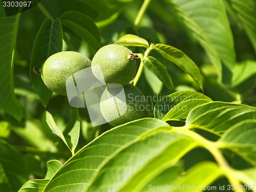 Image of Green fruits of walnut on a branch