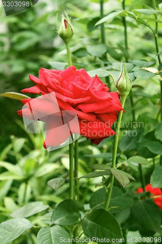 Image of Beautiful red rose