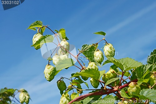 Image of Hop cones against the blue sky 