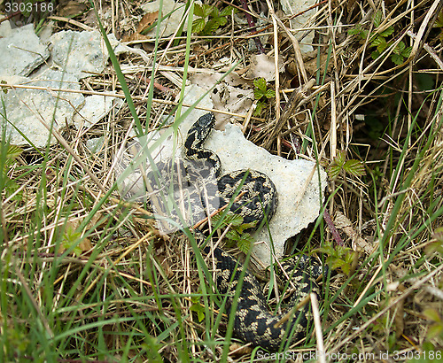 Image of Common European Adder