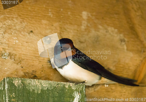 Image of Barn Swallow