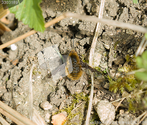 Image of Dark-edged Bee-fly