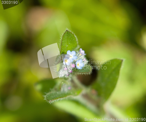 Image of Forget-me-not