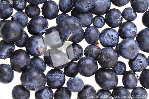 Image of blueberries isolated