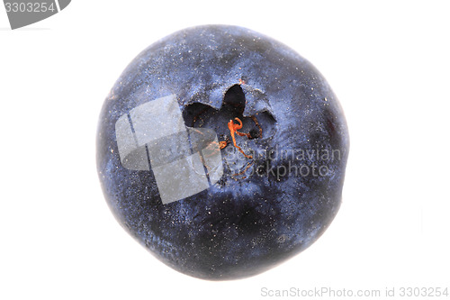 Image of blueberry isolated