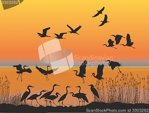 Image of Herons on the shore of lake at sunset