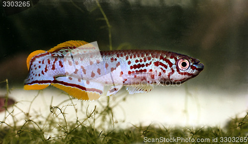 Image of Blue lyretail adult male. Aphyosemion gardneri.