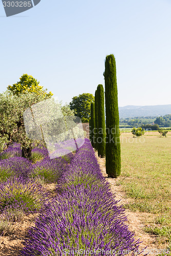 Image of Lavander field