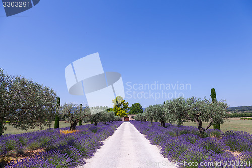 Image of Lavander garden