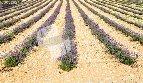 Image of Lavander field