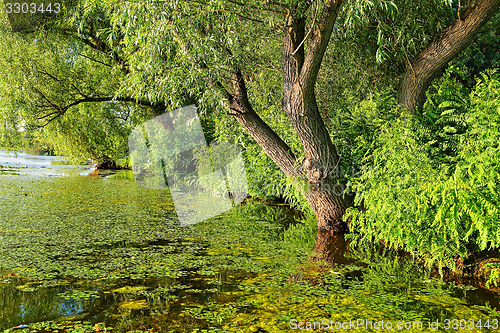 Image of Water surface with plants