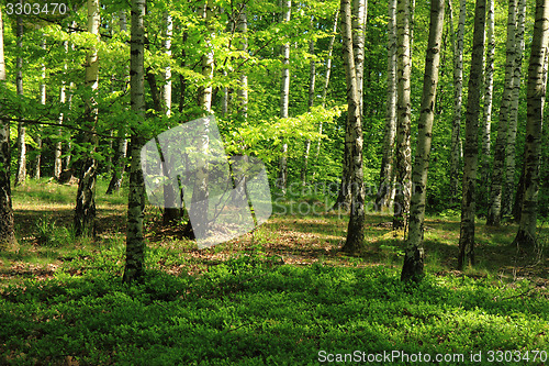 Image of birch tree forest 