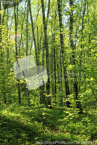 Image of spring forest 