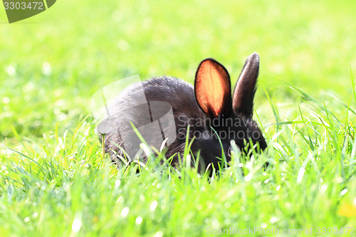 Image of black rabbit in grass