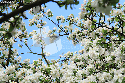 Image of apple tree flowers