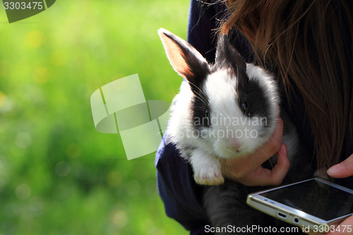 Image of black and white rabbit in the grass