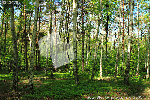 Image of birch tree forest 
