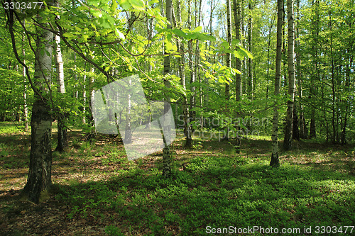 Image of birch tree forest 