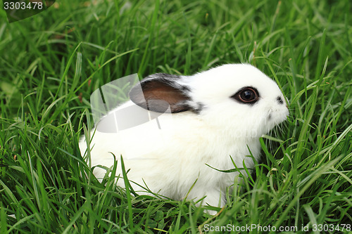 Image of black and white rabbit in the grass