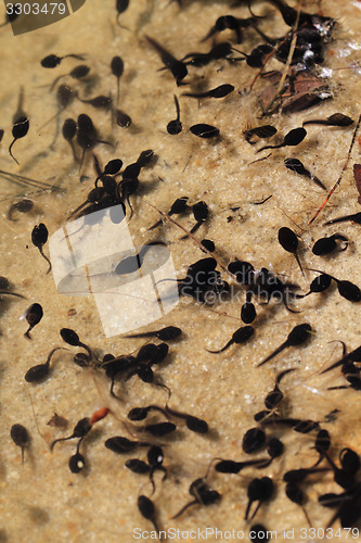 Image of tadpoles in the fresh water 