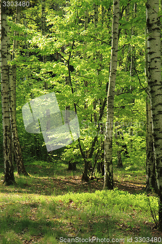Image of spring forest 