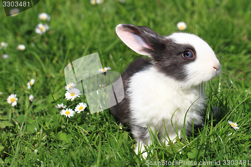 Image of black and white rabbit in the grass