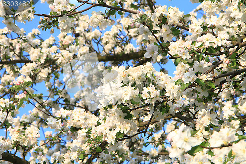 Image of apple tree flowers