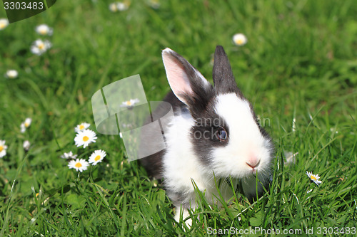 Image of black and white rabbit in the grass