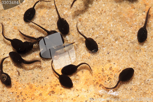 Image of tadpoles in the fresh water 