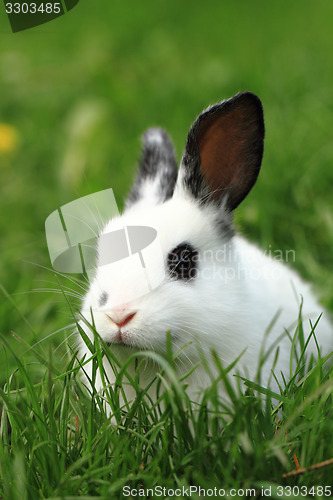 Image of black and white rabbit in the grass