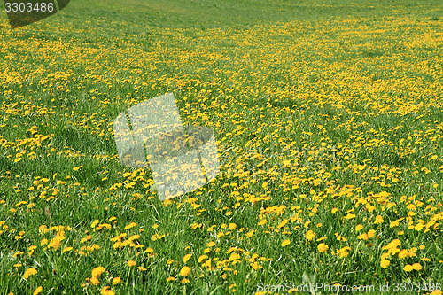 Image of dandelion field