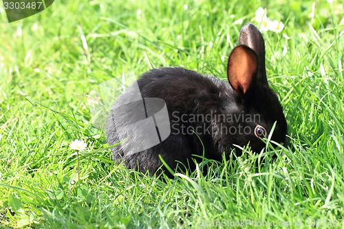 Image of black rabbit in grass