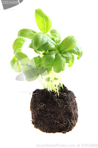 Image of small basil plant isolated