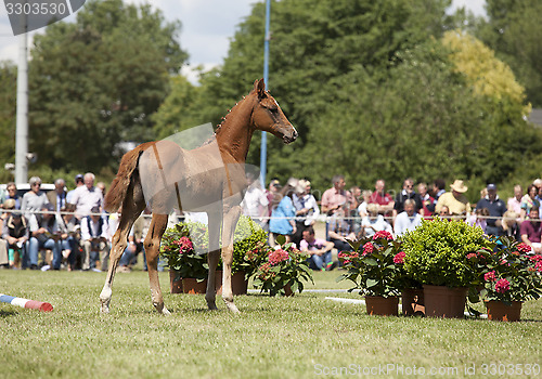 Image of brown colt foal show