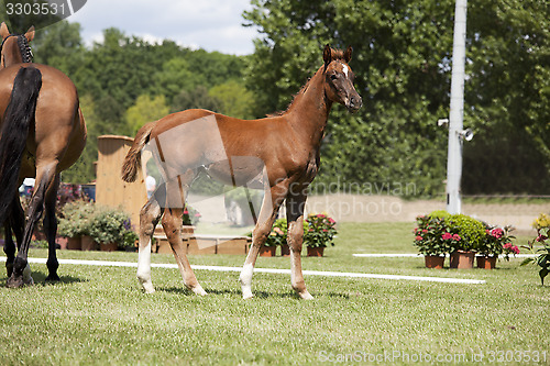 Image of brown foal auction
