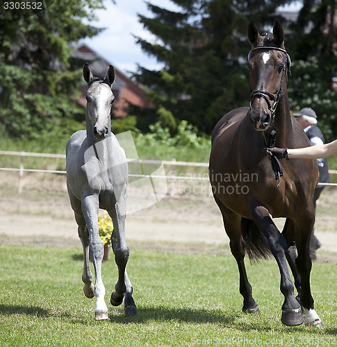 Image of brown mare foal gray