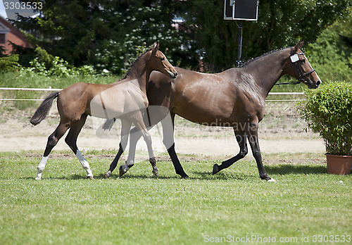 Image of Mare with foal at foot